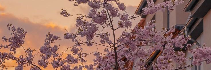 Tebu_u's profile banner image