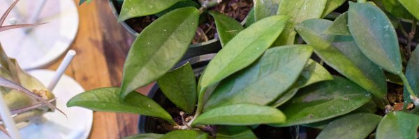 theZenSucculent Profile Banner