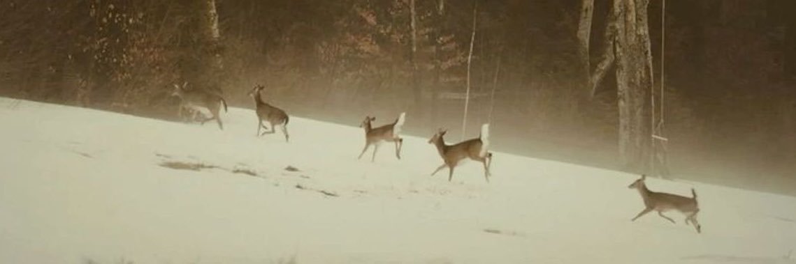 fawntoot's profile banner image
