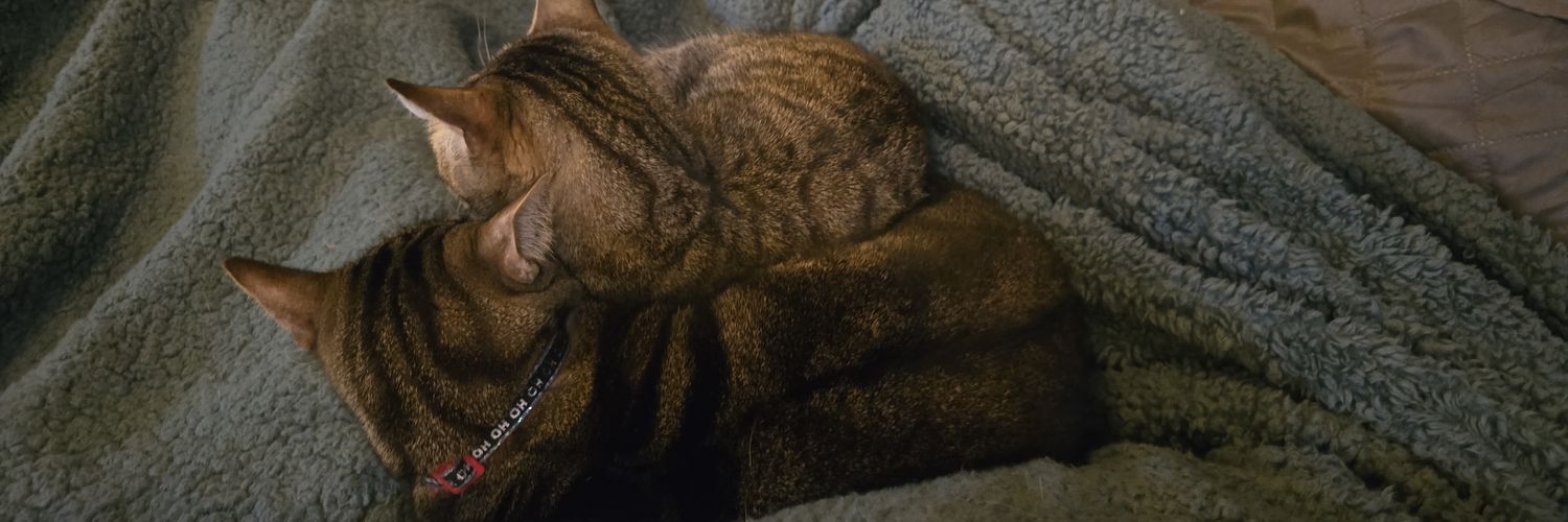 stinkyltlbean's profile banner image