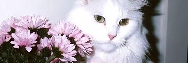 นอนอ (ที่รักเบลเชล) 🛎️🐚 banner