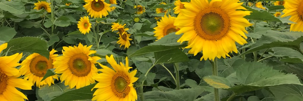 rachhowarth3's profile banner image
