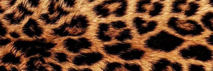 sienna •✶⋆.˚'s banner