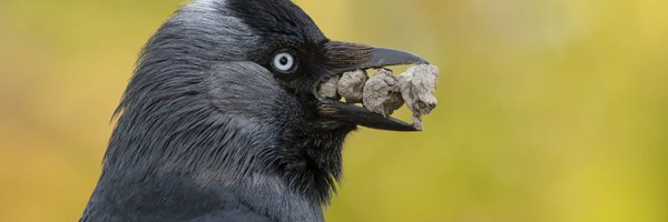 Megasoyy Profile Banner