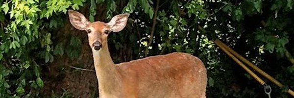 Strangebrew73 Profile Banner