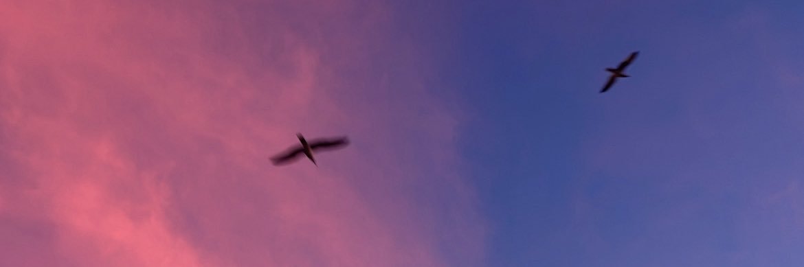 merlinikoo's profile banner image