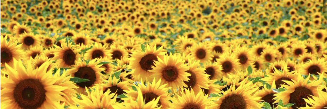 DaisyMae 😎's banner
