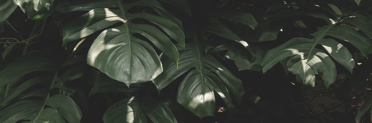 𝖵𝖺𝗀𝖾𝗈𝗎𝗌. banner