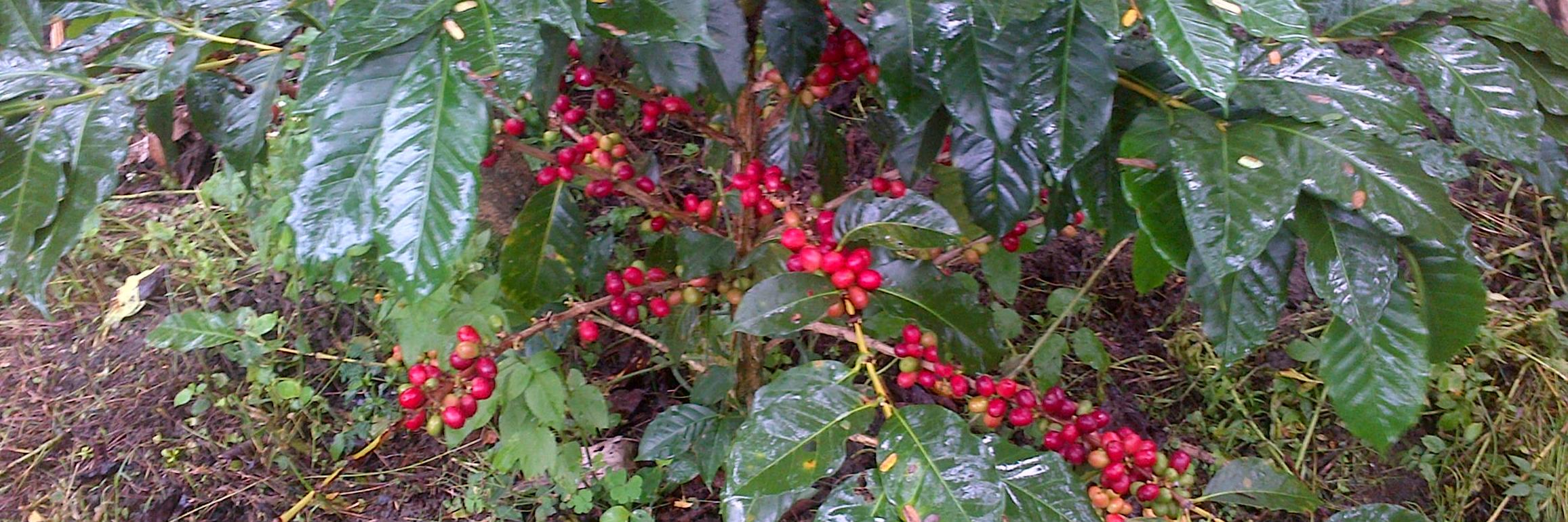Gayo Arabica Coffee banner