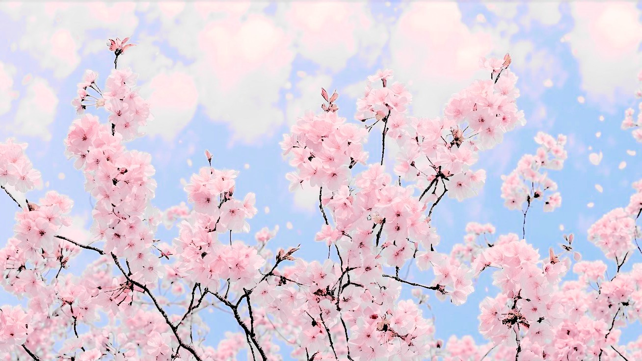 ‍ ‍‍‍ ‍ ‍‍ ‍ ‍ ‍‍ ‍ ‍ 𝐡𝐚𝐧𝐞𝐮𝐥 banner