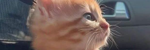lilyanNabil's profile banner image