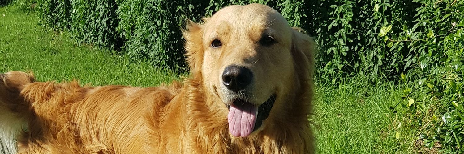 MiilaaFernandez's profile banner image