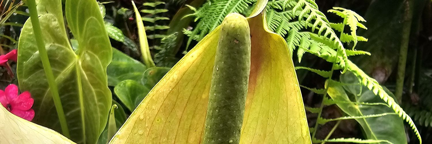 kindaspicypickles banner