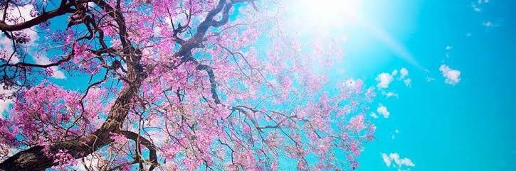 🇹🇷͜͜͡͡✯˙⁠❥⁠˙ꜱɪʙᴇʟ˙⁠❥⁠˙ 🇹🇷͜͜͡͡✯ banner