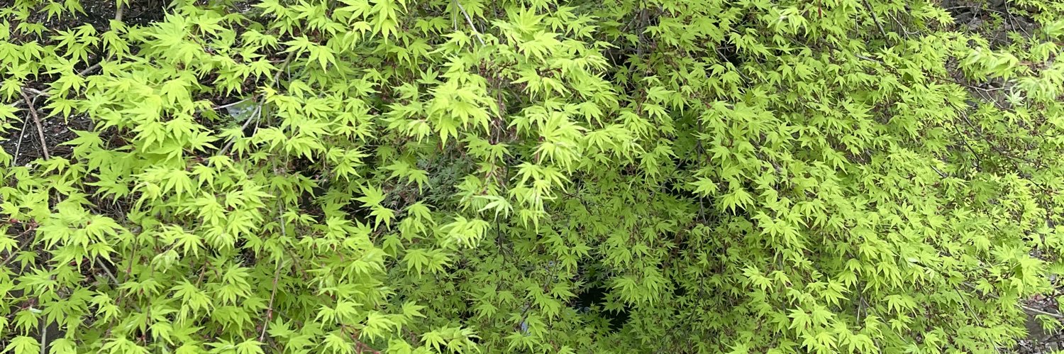 Warwick Forster banner