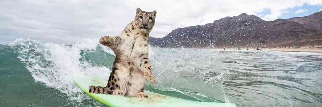 moved to @brushafanclub banner