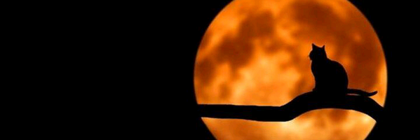 spmsprbs's profile banner image
