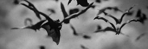 𝕿𝖗𝖔𝖜𝖑 banner