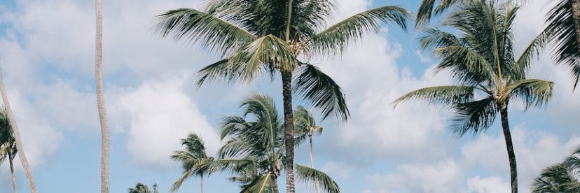 camila oroño banner