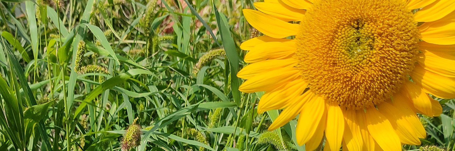 DeZodiacus's profile banner image