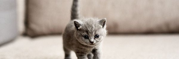 miss_aiysha Profile Banner