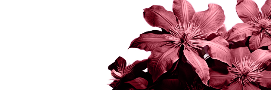 MyClxmatis's profile banner image