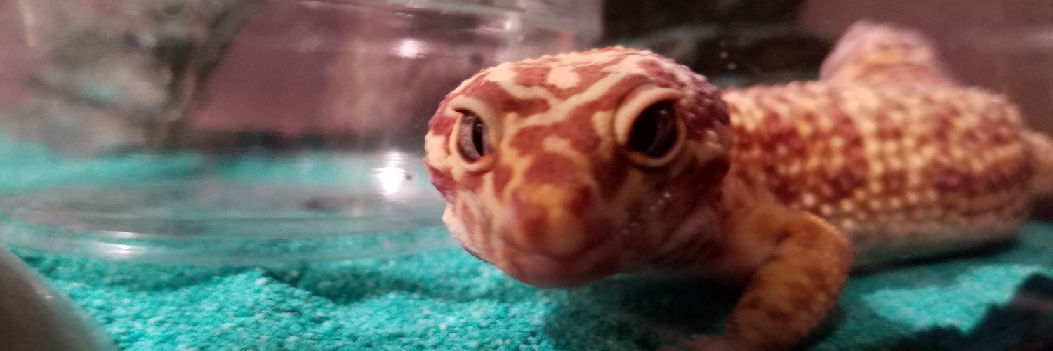 spineleech's profile banner image