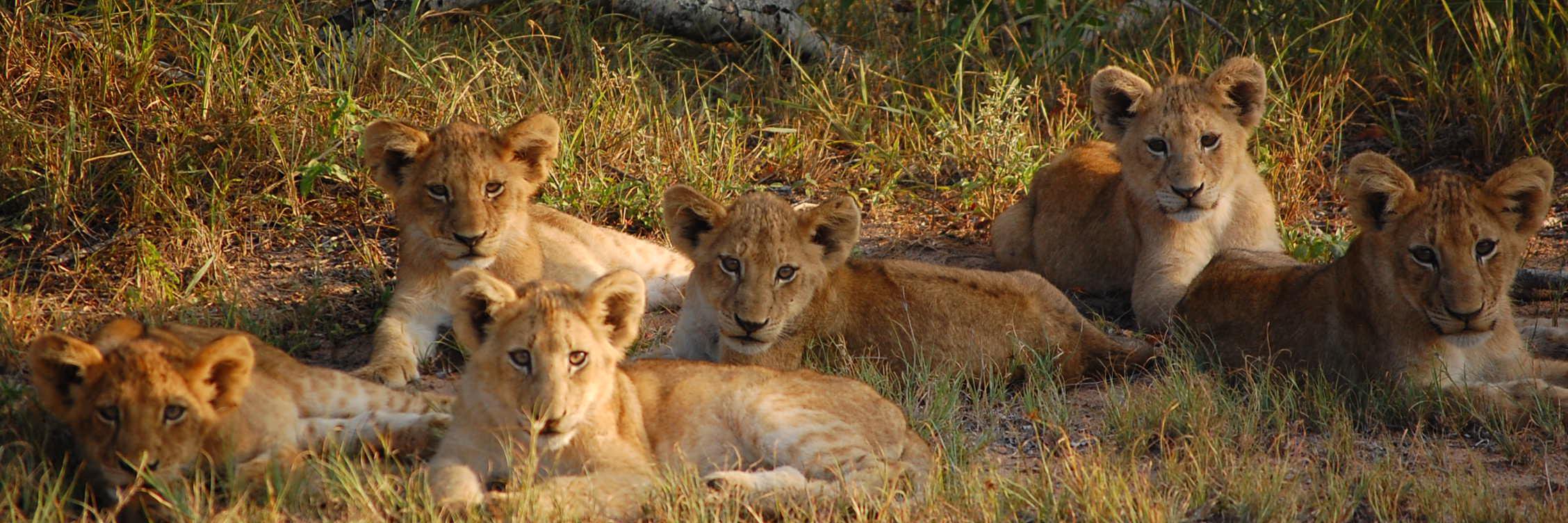 Travelscriber's profile banner image