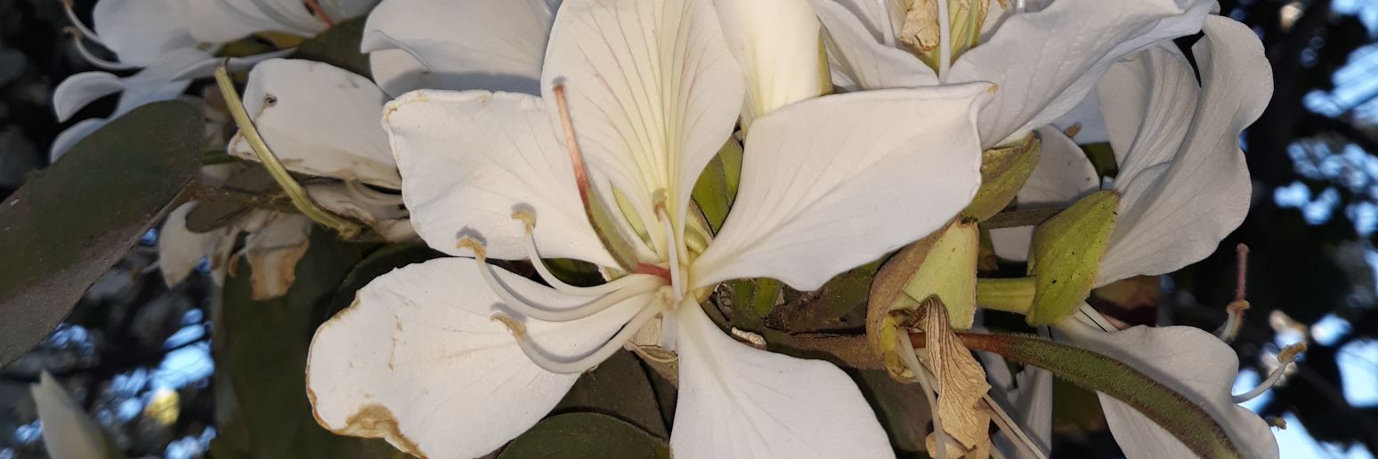 David Ramirez ⭐️⭐️⭐️ banner