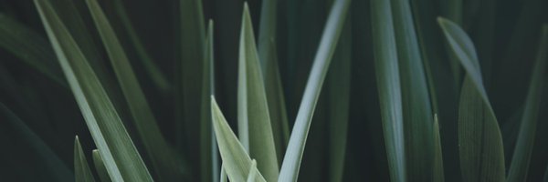 ankitv Profile Banner