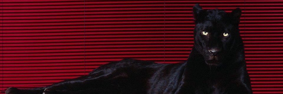 StopRobloxMyths's profile banner image