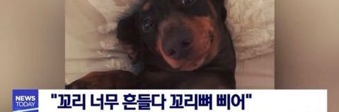 뽀삐 banner
