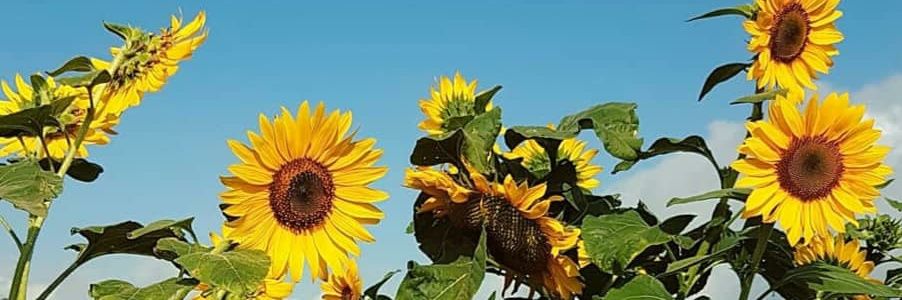 thinkernote's profile banner image