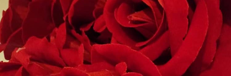 belovedvenus's profile banner image