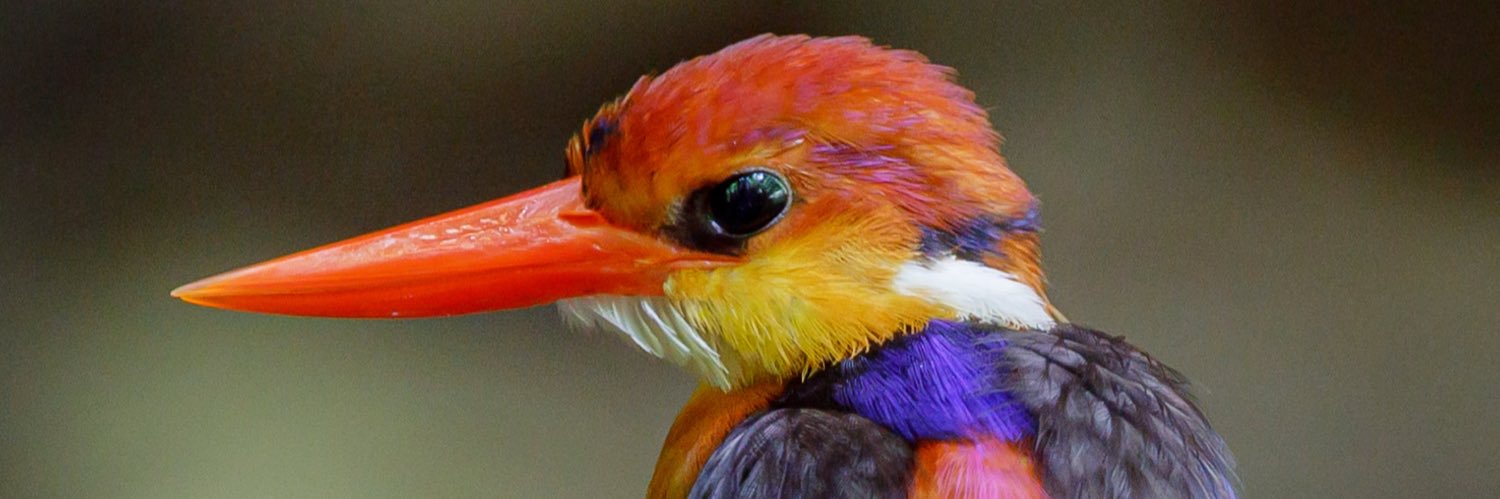 natureverseth's profile banner image