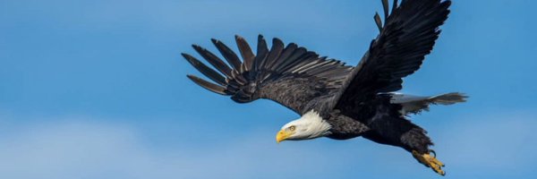 Steforart Profile Banner