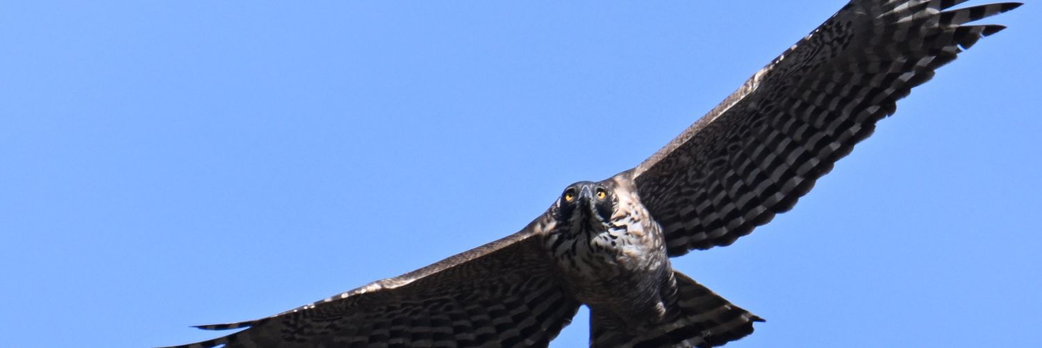 戸尾カッター banner