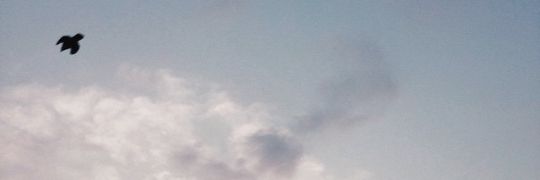 yeogls's profile banner image