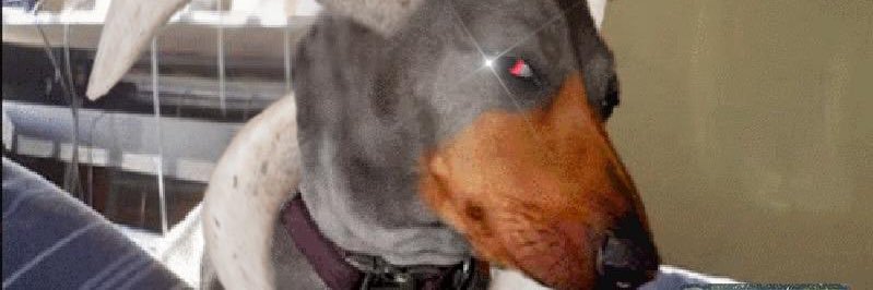 Pup_SyberAD banner