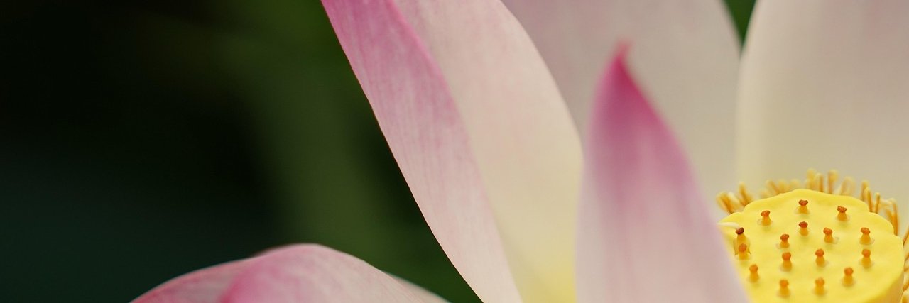 datnguyenhuu banner