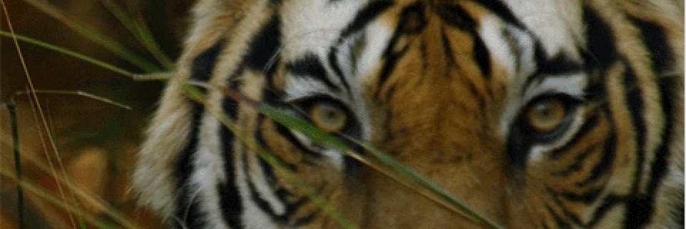 jmikeei's profile banner image