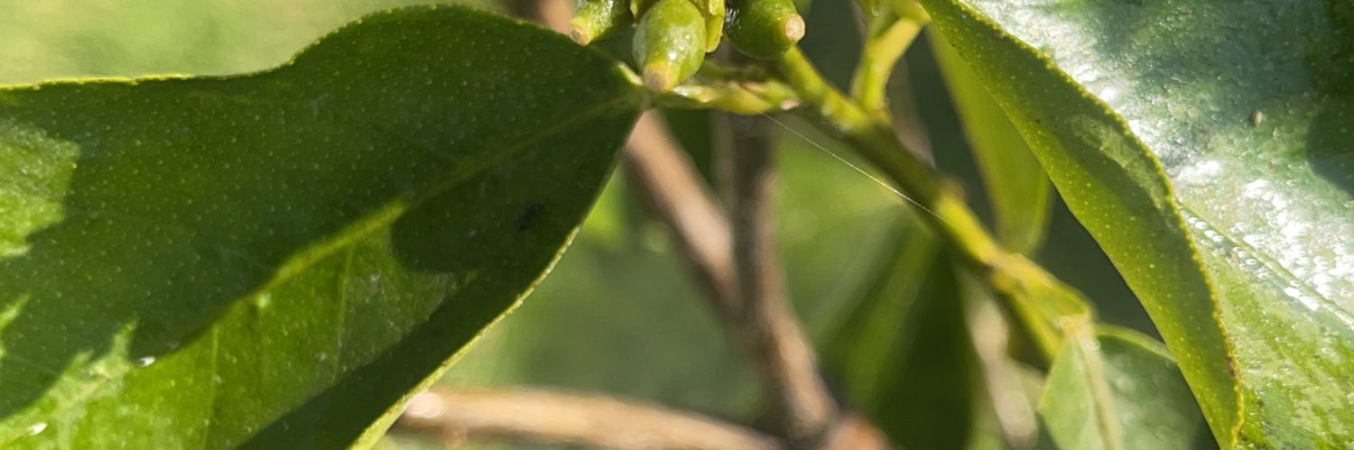 SUSADELAP's profile banner image