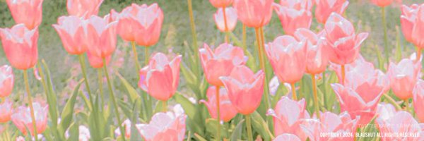 LOD_SD Profile Banner