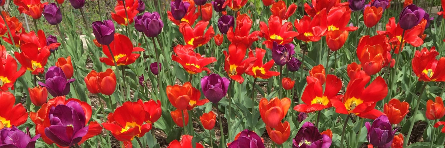 Suzanne Evans Wagner banner