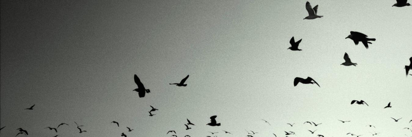 Çağla Güleç banner