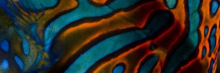Butcher’s Lore banner