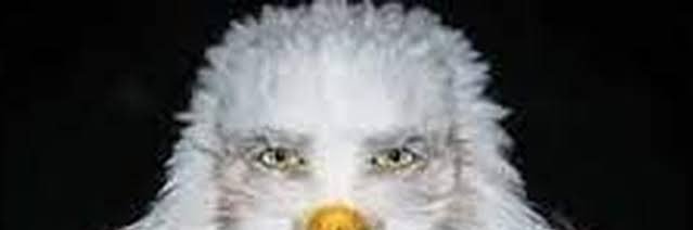 Clarence banner