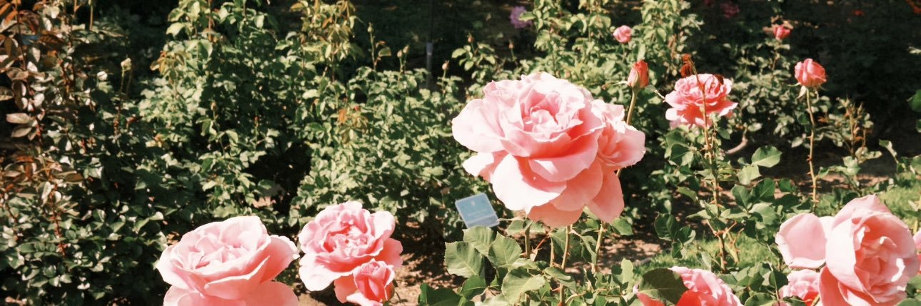 only1_rosee's profile banner image