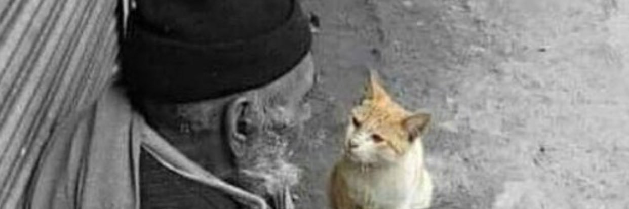 ruling_cat's profile banner image