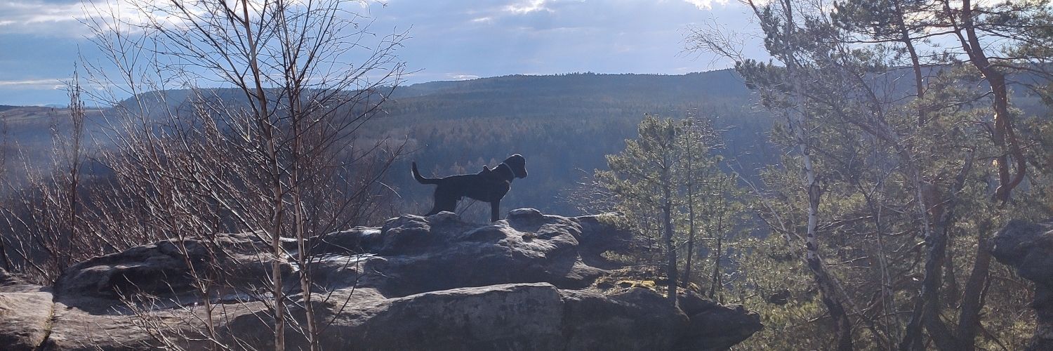 MLotzmann's profile banner image